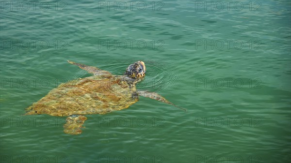 Swimming sea turtle