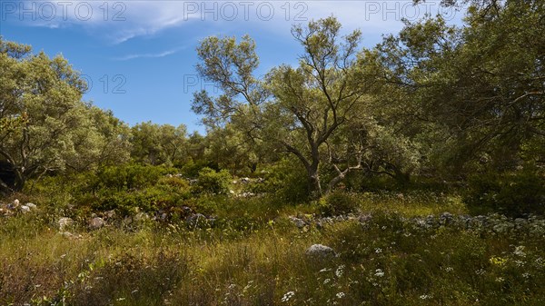 Olive grove