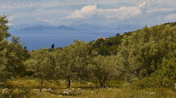 Olive grove