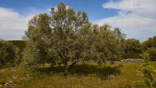 Olive grove