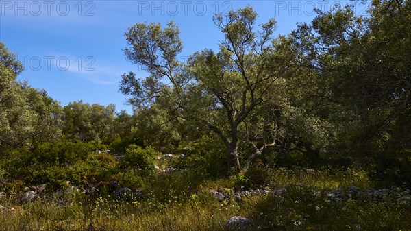 Olive grove