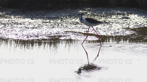 Curlew