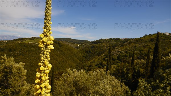 Mullein