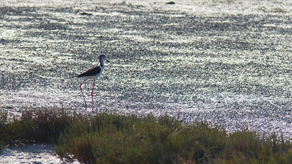 Curlew