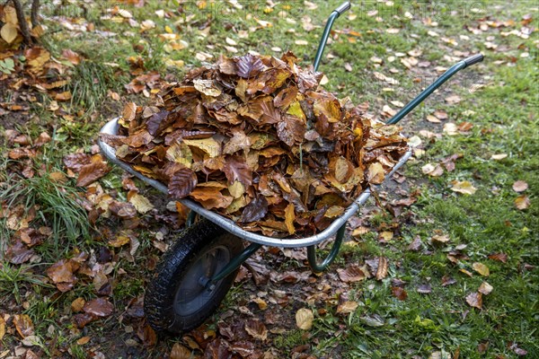 Autumn leaves in wheelbarrow in the garden