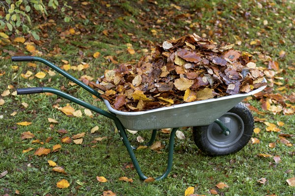 Autumn leaves in wheelbarrow in the garden