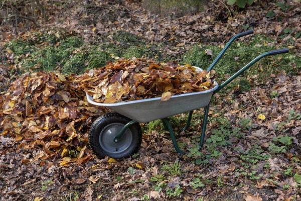 Autumn leaves in wheelbarrow in the garden