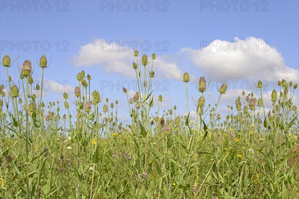 Flowering strip