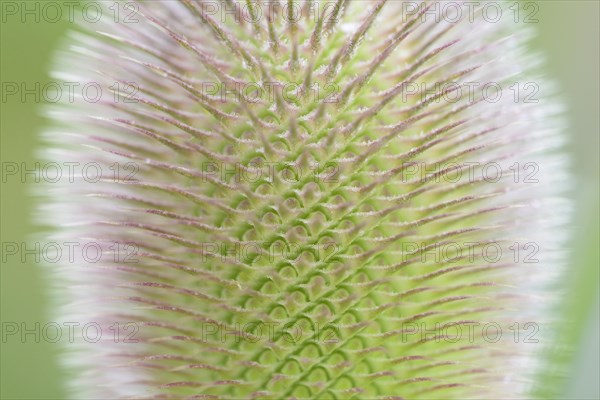 Wild teasel