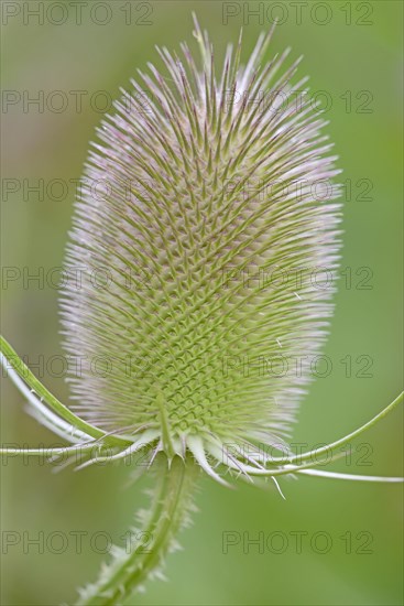 Wild teasel