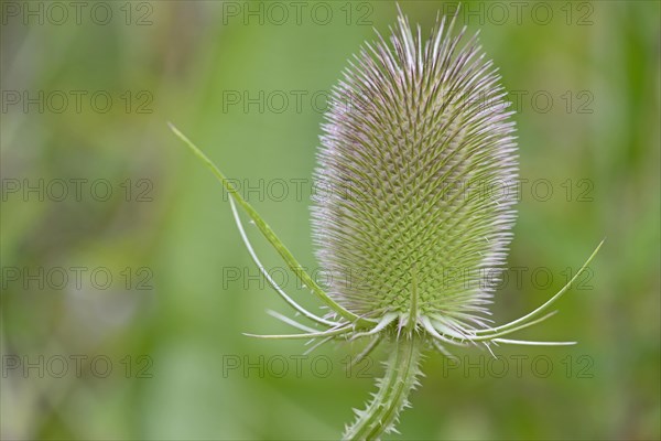 Wild teasel