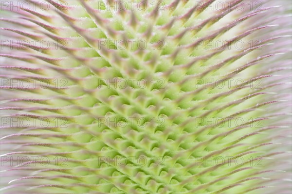 Wild teasel