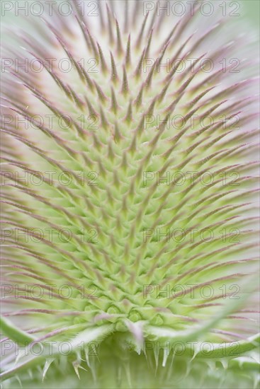 Wild teasel