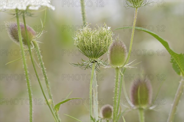 Wild carrot