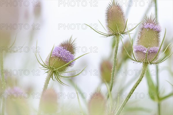 Wild teasel