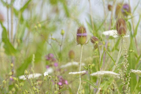 Flowering stalk