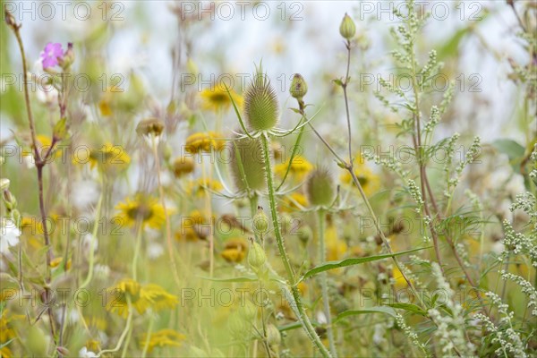 Flowering strips