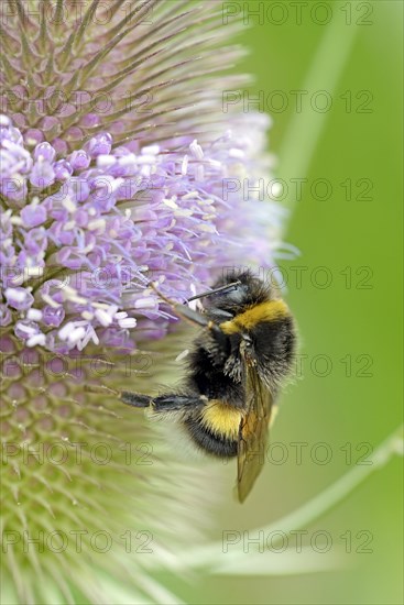 Wild teasel