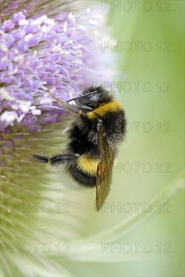 Wild teasel