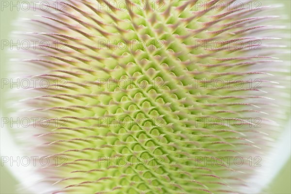 Wild teasel