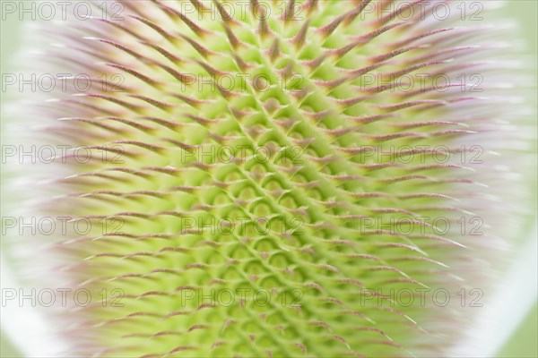 Wild teasel