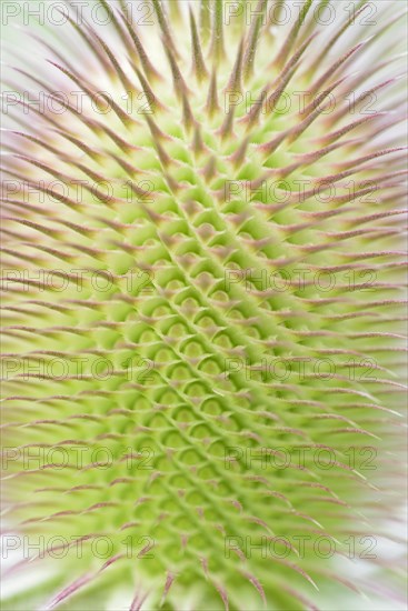 Wild teasel