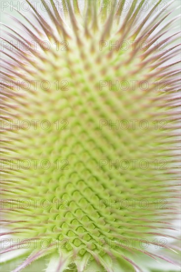 Wild teasel