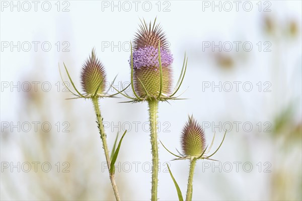 Wild teasel