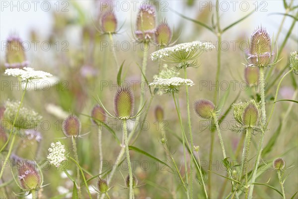 Flowering strips