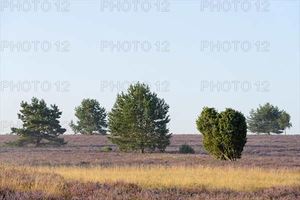 Heathland