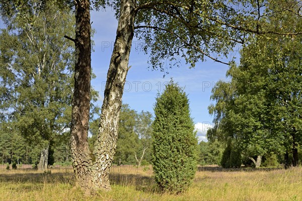 Heathland