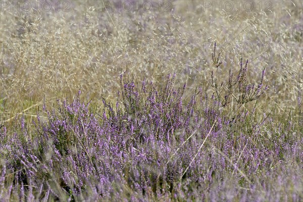 Heathland