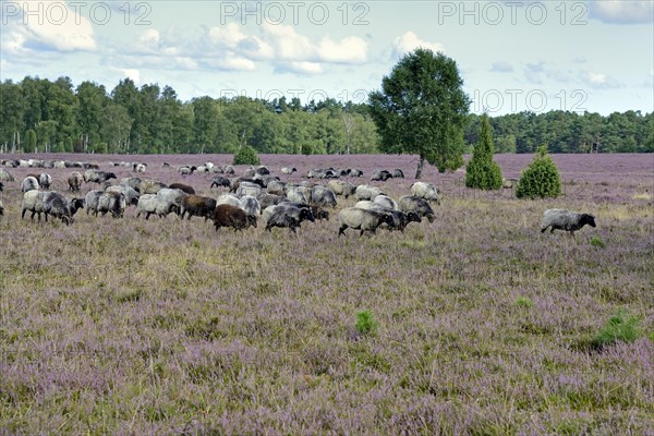 Heathland