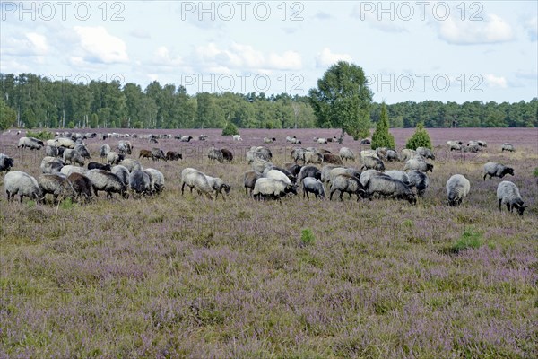 Heathland