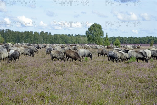 Heathland