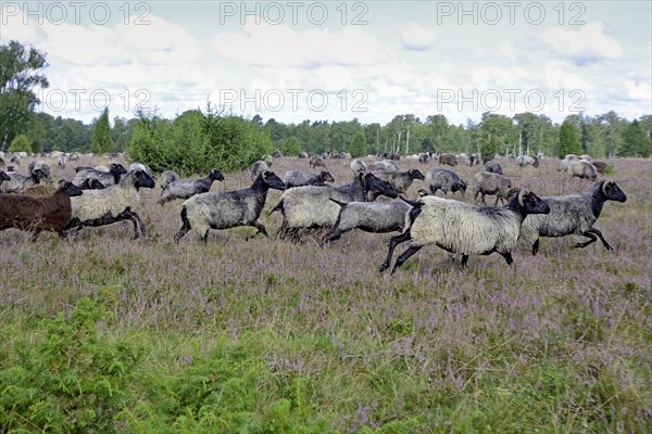 Heathland