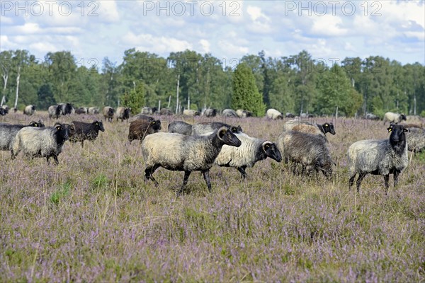 Heathland