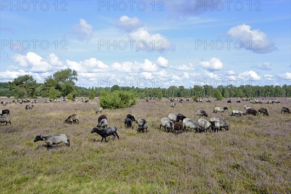 Heathland