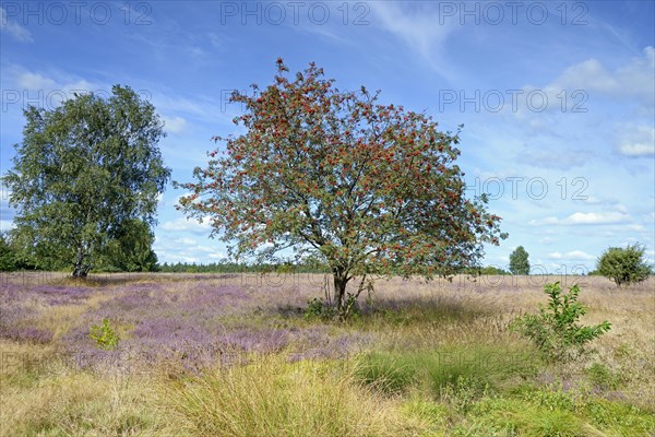 Heathland