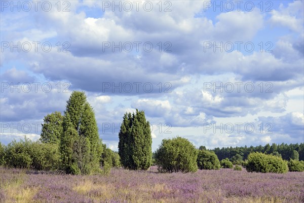 Heathland