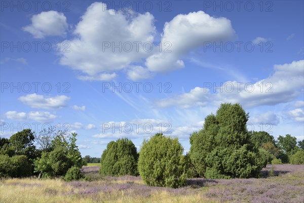 Heathland