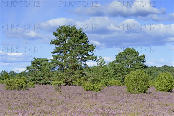 Heathland