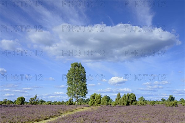 Heathland