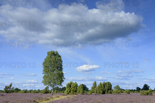 Heathland