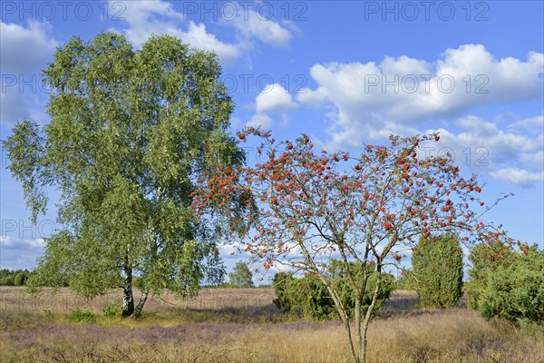 Heathland