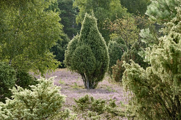 Heathland