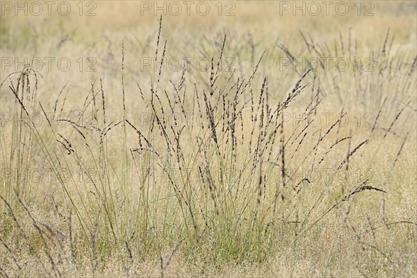 Heathland