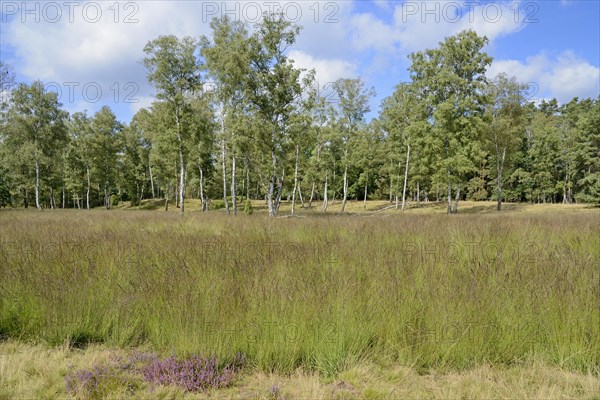 Heathland