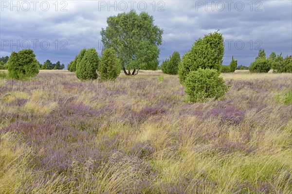 Heathland