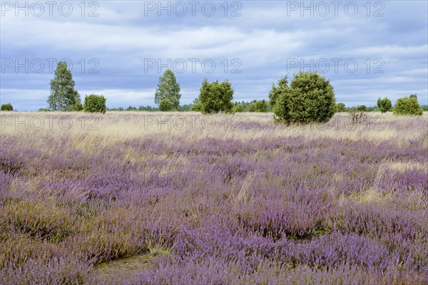 Heathland